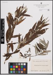 Foto von Salix atrocinerea Brot. x Salix caprea L. x Salix viminalis L.